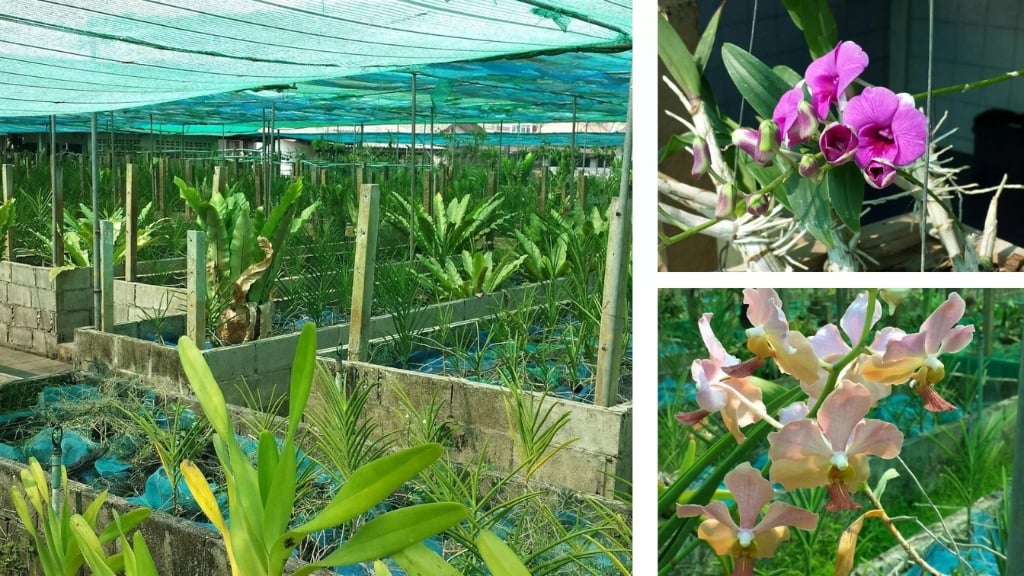 Ferme des Orchidées Udon Sunshine