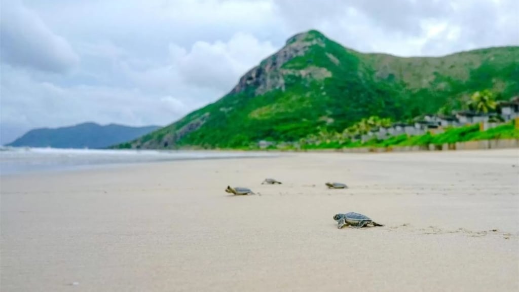 Adorables tortues à Con Dao