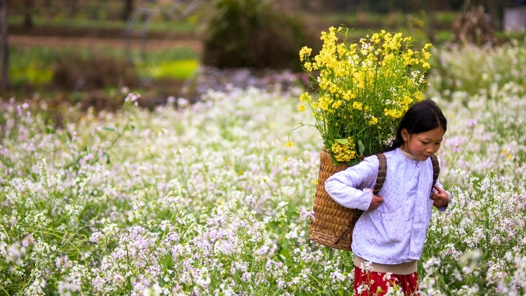 Fleurs de sarrasin Ha Giang