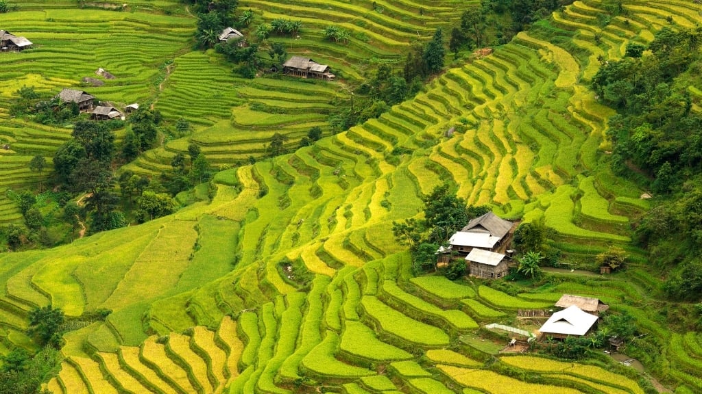 Les 18 plus beaux sites à visiter au Vietnam - vietnam ha giang rizieeres en terrasses 1024 Rizières en terrasses de Hoang Su Phi