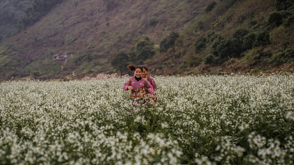 Champ de fleurs &agrave; Moc Chau