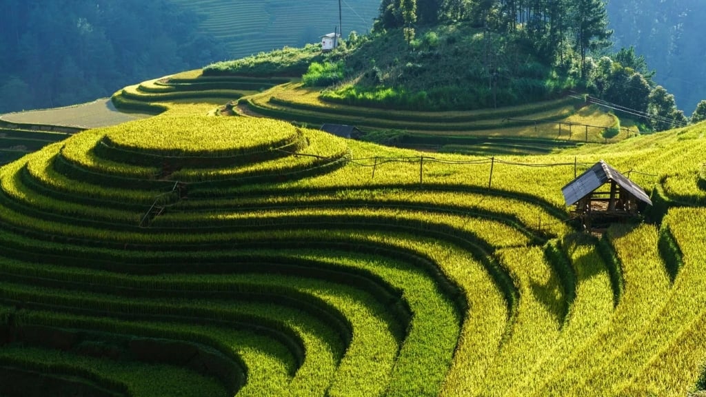 Bien préparer votre voyage au Vietnam - vietnam mu cang chai la colline mam xoi 1024 Mu Cang Chai colline Mam Xoi