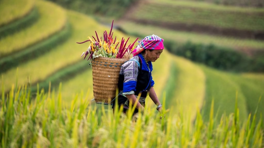 Mu Cang Chai