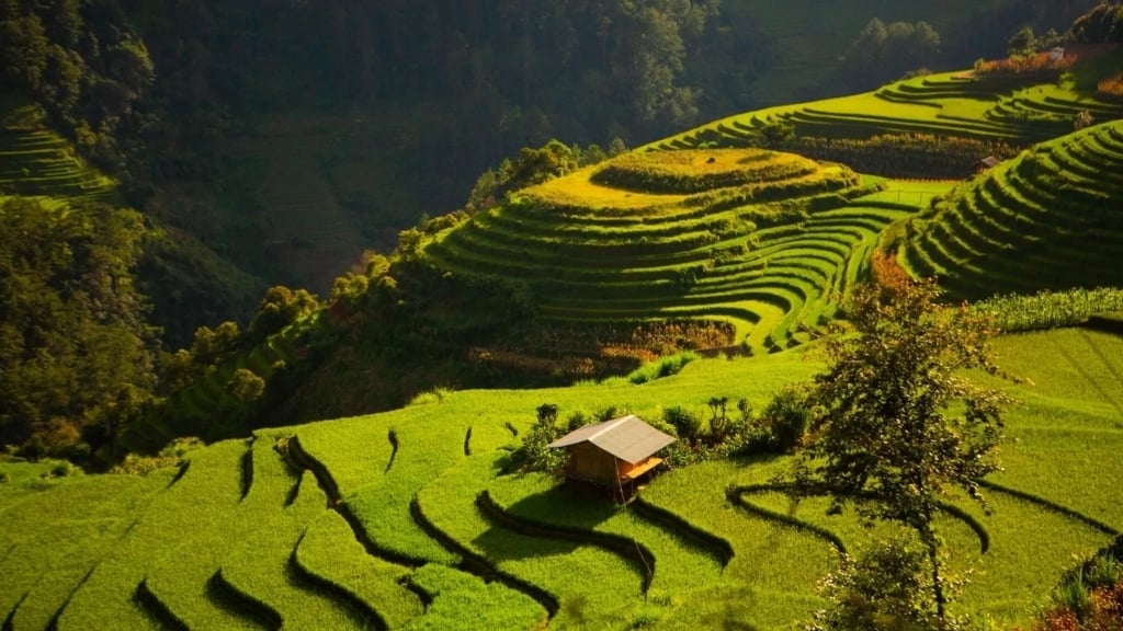 Mu Cang Chai