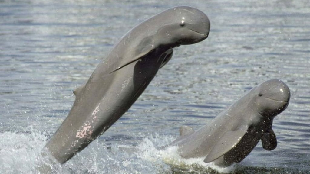 Observation des dauphins d’Irrawaddy dans le Mékong à Kratie