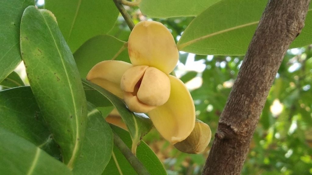 Fleur de Rumdul - fleur nationale du royaume du Cambodge Fleur de Rumdul - fleur nationale du royaume du Cambodge