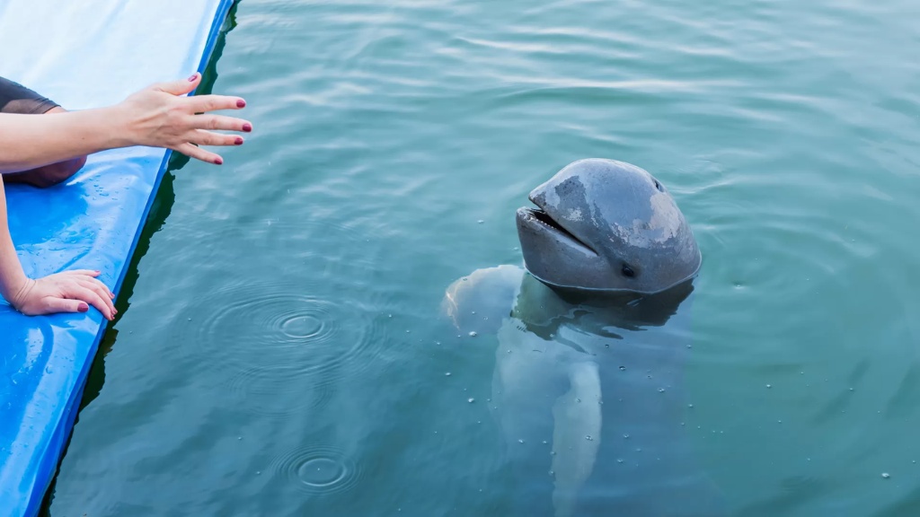 Des dauphins de l'Irrawaddy Observation des dauphins de l’Irrawaddy