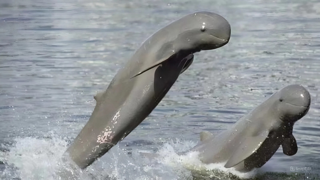 Observer les dauphins d’Irrawaddy