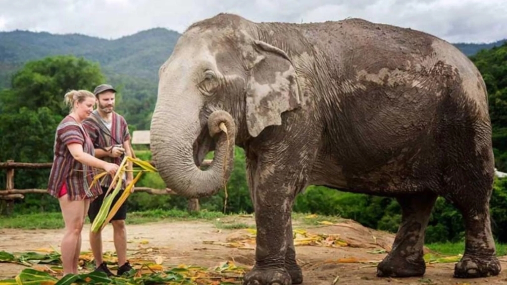 Les Éléphants à Chiang Mai