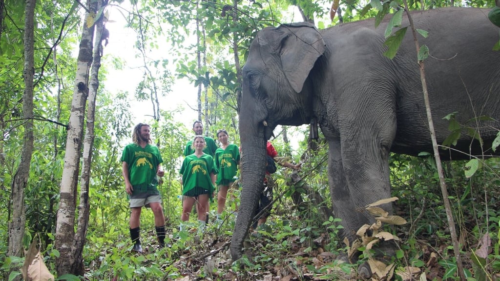 Sanctuaires d'éléphants - Chiang Mai en 1-2 jours
