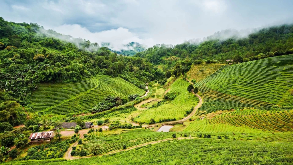 Mae Salong Doi Mae Salong