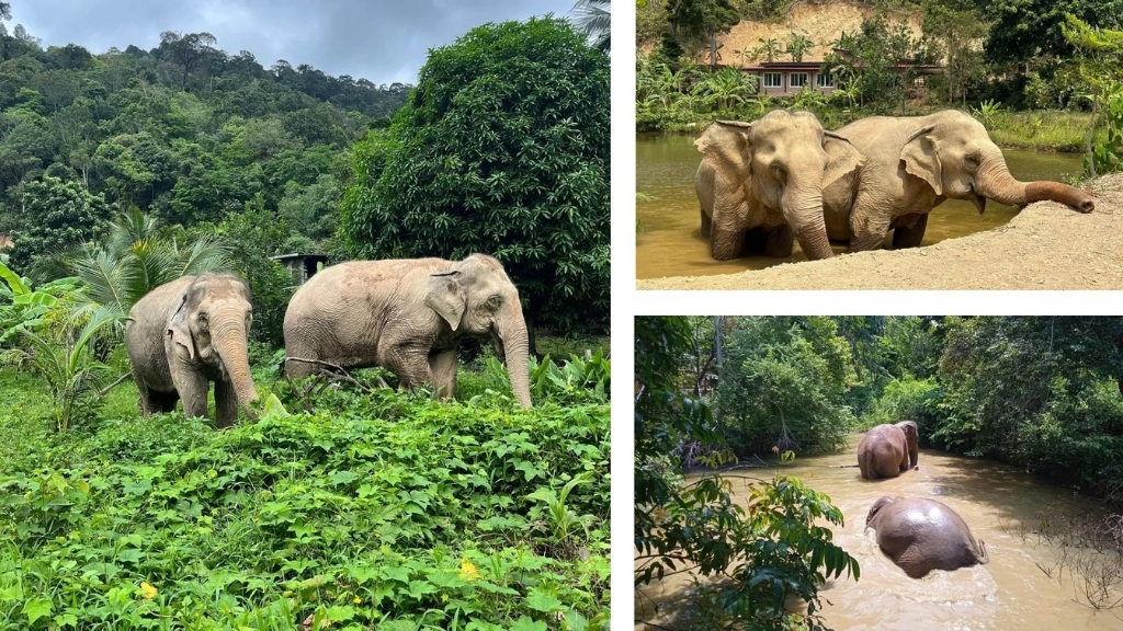 Sanctuaire d’éléphants Following Giants