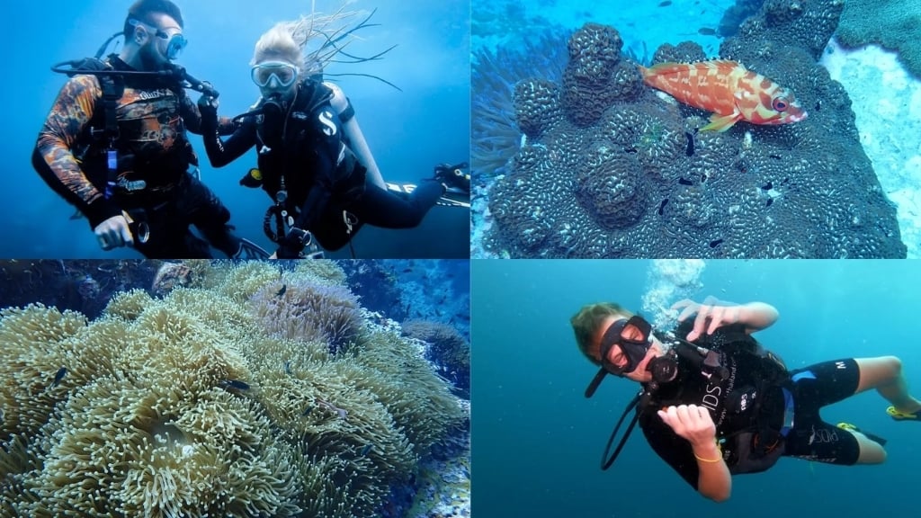 Plongée à Koh Phangan