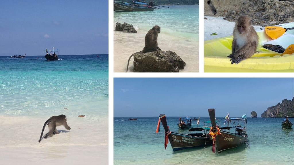 Des singes macaques qui sont souvent visibles sur la plage Plage des Singes
