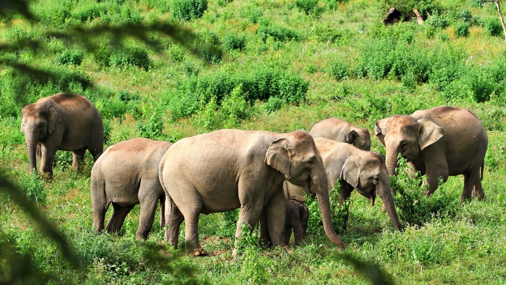 Éléphants dans le parc national de Kui Buri