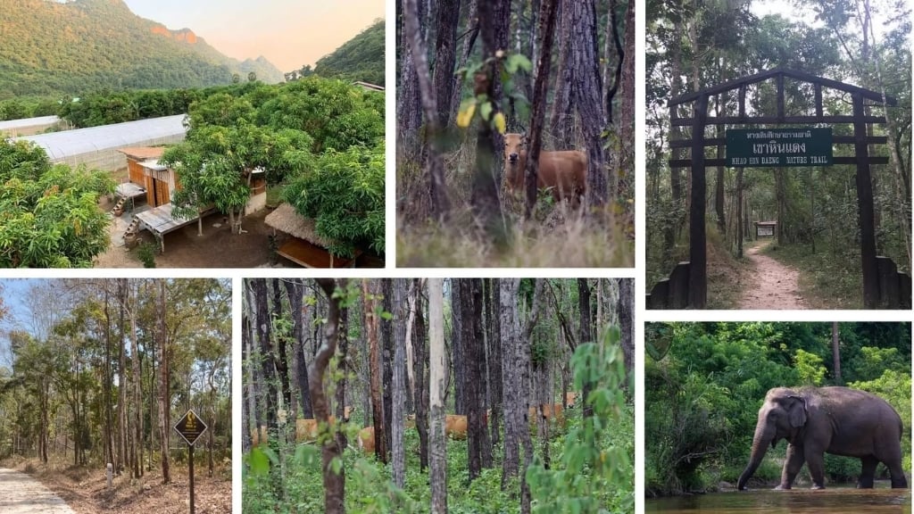 Top 8 des sites du patrimoine mondial de l'UNESCO en Thaïlande - thailande reserves fauniques de thungyai 1024 Réserves fauniques de Thungyai–Huai Kha Khaeng