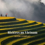 Quelle est la meilleure période pour voir les rizières au Vietnam ?