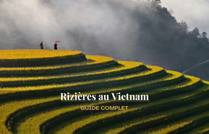 Quelle est la meilleure période pour voir les rizières au Vietnam ?