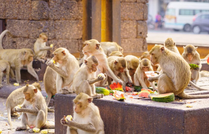 Thumbnail que voir et faire à Lopburi