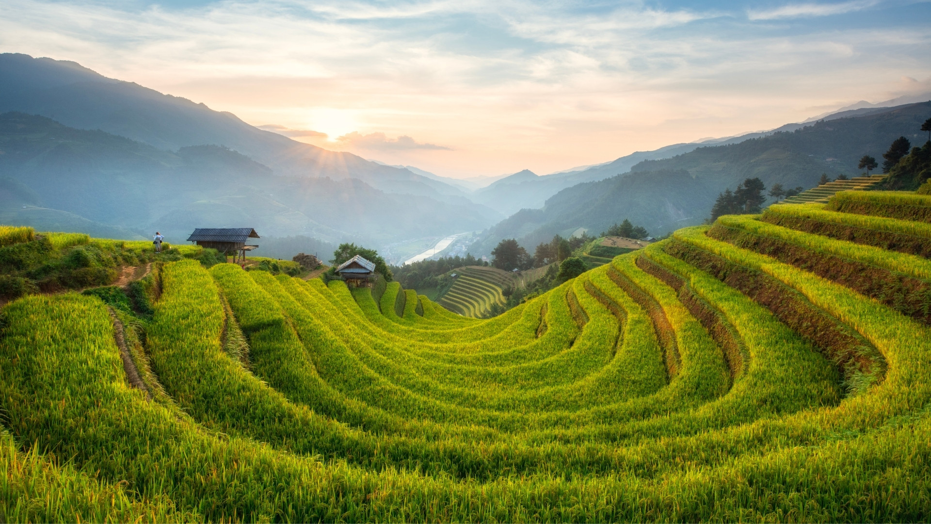 Rizières dorées à Mu Cang Chai