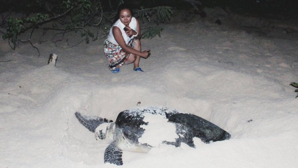 vietnam con dao tortue 1024 - Tops d'activités à Con Dao