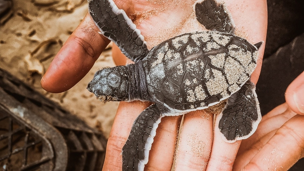 Tortue à Con Dao