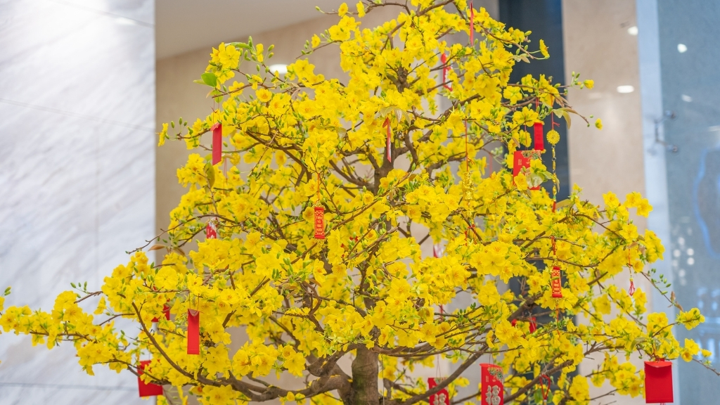 Exploration des célébrations du Têt au Vietnam - vietnam culture fleur dabricotier 1024 Fleur de mai – célébrations du Têt