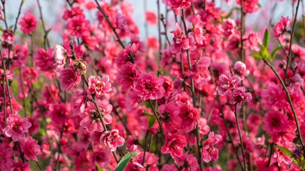 Exploration des célébrations du Têt au Vietnam - vietnam culture fleur de peche 1024 Tet vietnam fleur