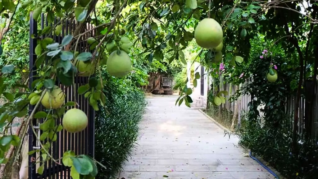 Maison-jardin à Thuy Bieu
