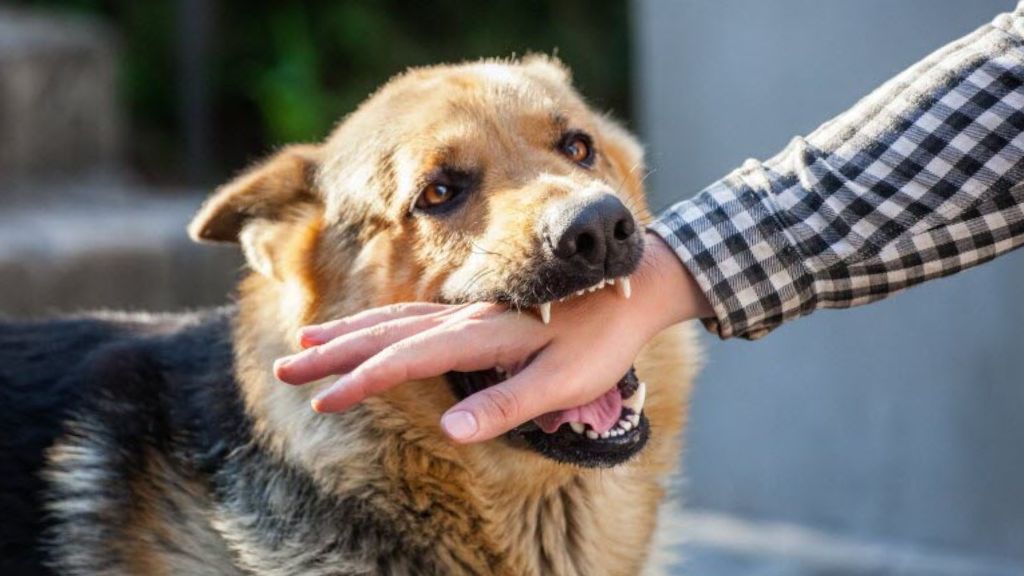 La rage – morsures d’animaux