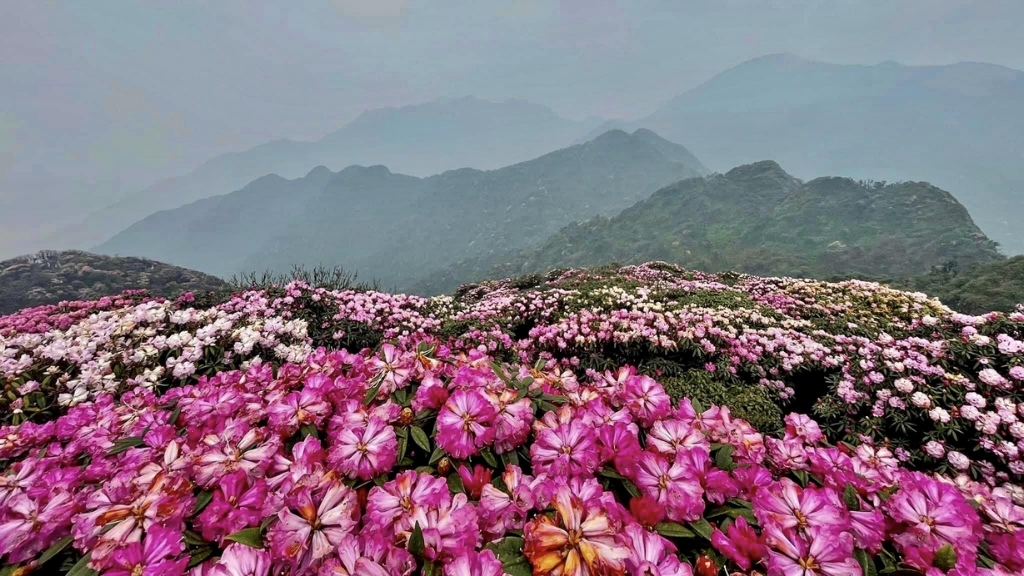 Montagnes Vietnam: Pu Ta Leng