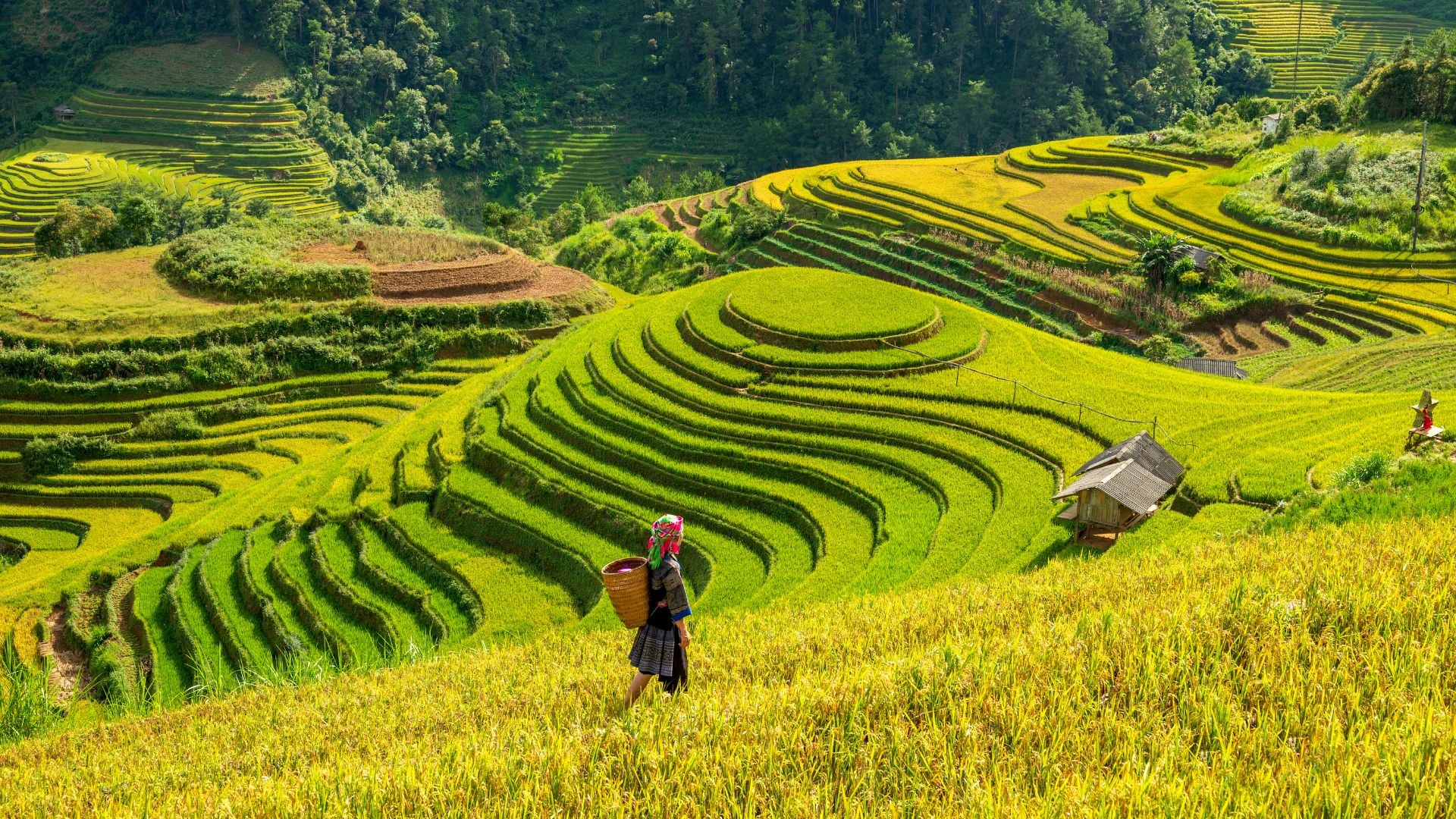 Quand voir les rizières dorées à Mu Cang Chai ? Guide complet