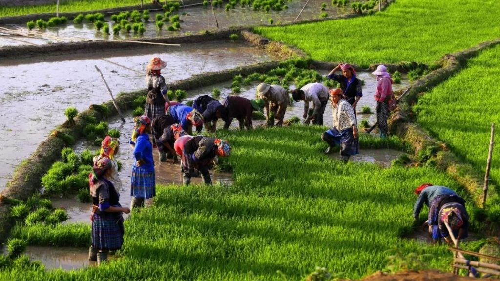 Gens à Mu Cang Chai plantent du riz