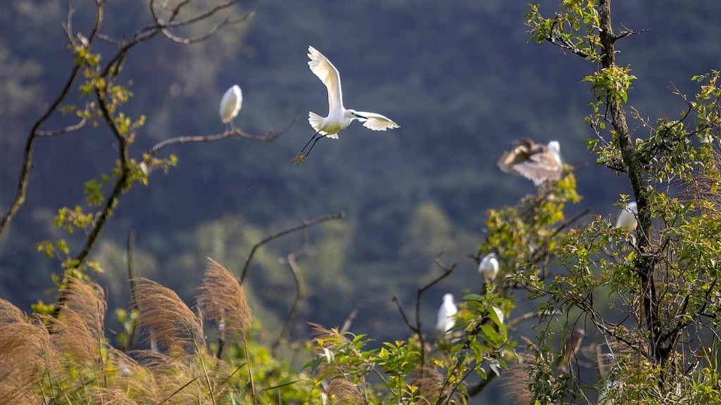 Zone écotouristique de Thung Nham - un paradis pour les oiseaux