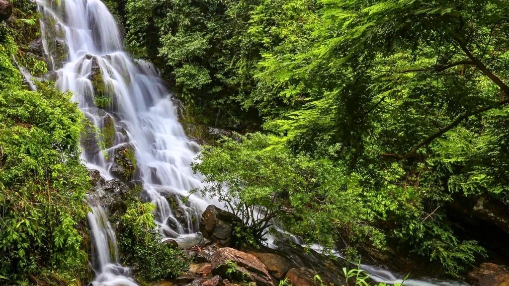 Jardin botanique de Phong Nha