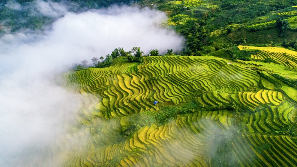 Quelle est la meilleure période pour voir les rizières au Vietnam ? - vietnam rizieres en terrasses y ty 1024 Y Ty au nord du Vietnam cadre naturel authentique et mer de nuages