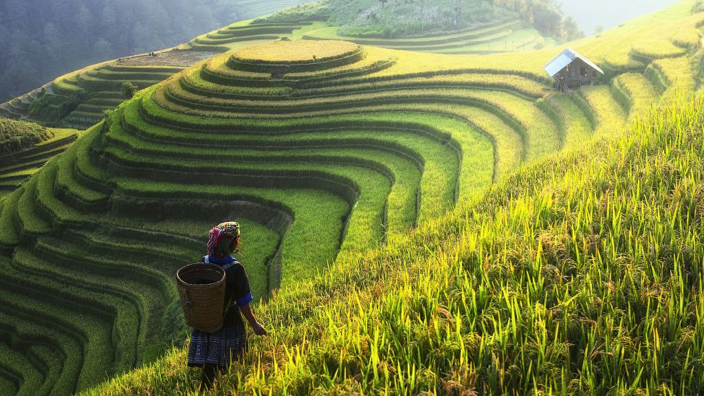 Voyage Au Vietnam - le pays des rizières
