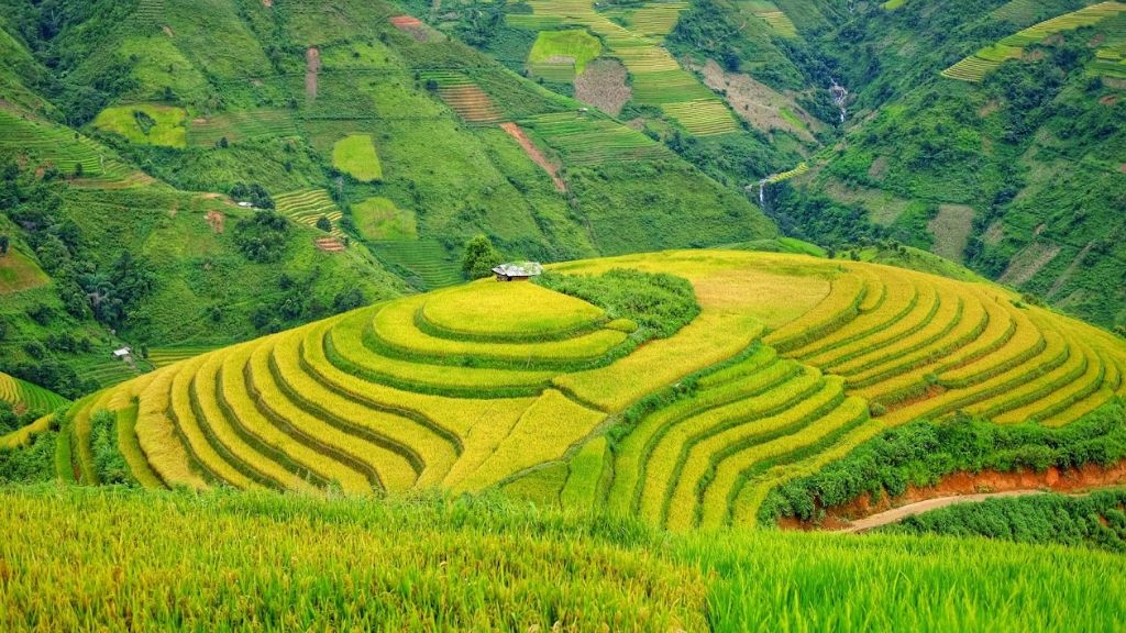 Quelle est la meilleure période pour voir les rizières au Vietnam ? - vietnam son la rizieres en terrasses xim vang 1024 Xim Vang : une destination secrète pour admirer les paysages de rizières
