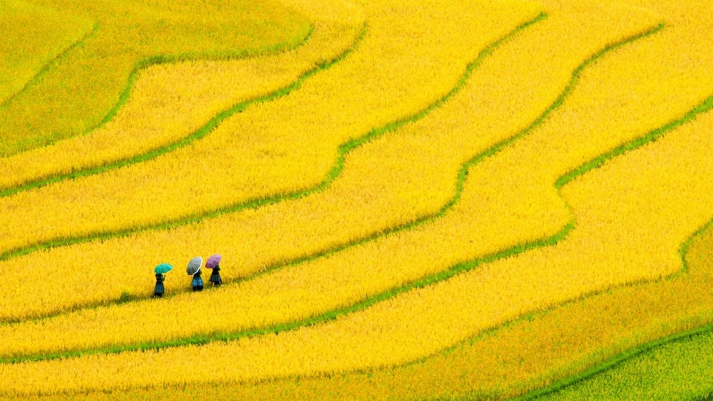 Rizières en terrasses de Tu Le s’embrasent de jaune doré