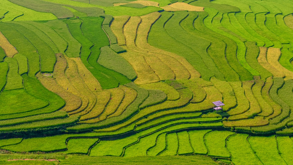 Terrasses de riz de Tu Le se parent d’un vert éclatant