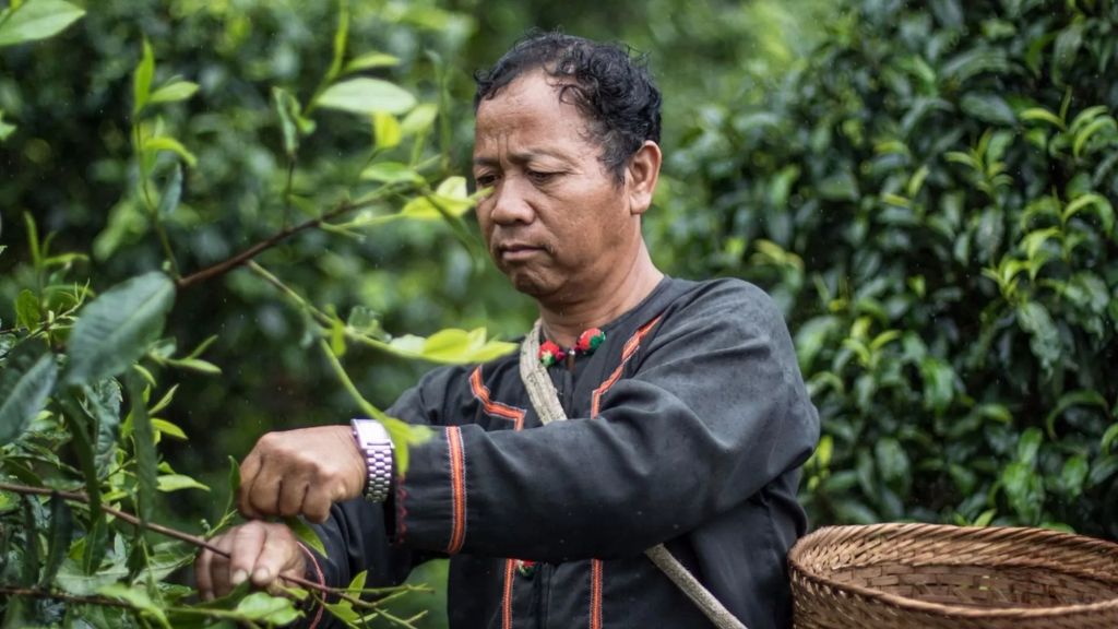 Plantation de thé à Doi Pu Muen Plantation de thé à Doi Pu Muen