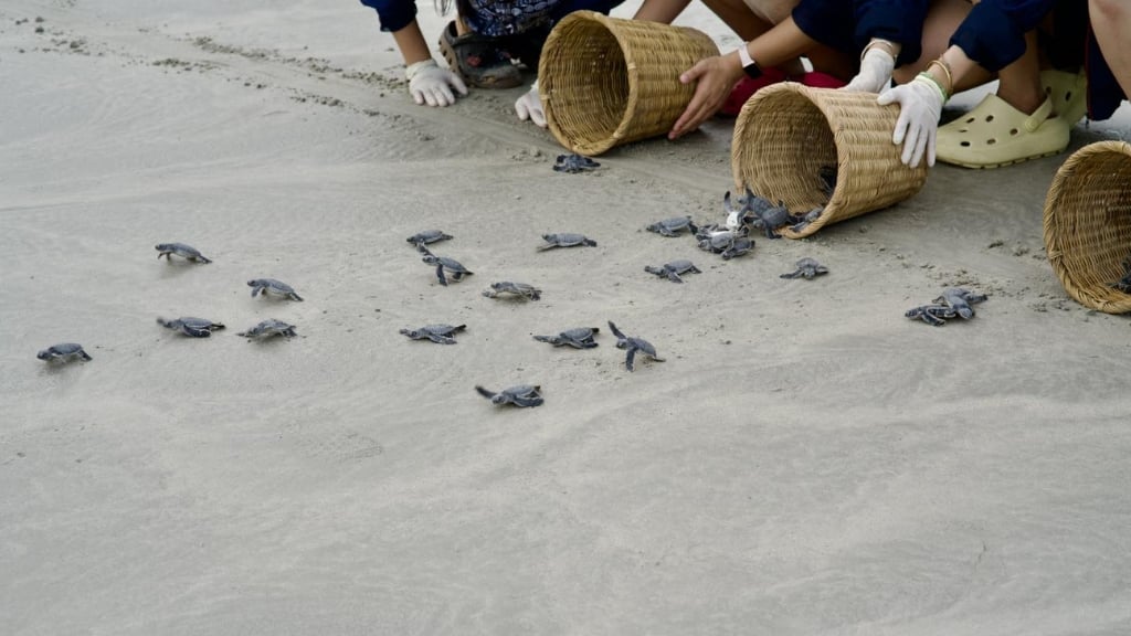 À Con Dao, les enfants découvrent la nature en la protégeant
