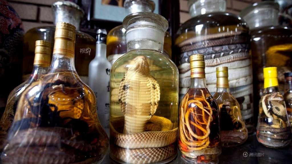 Que guérit l’alcool de serpent?