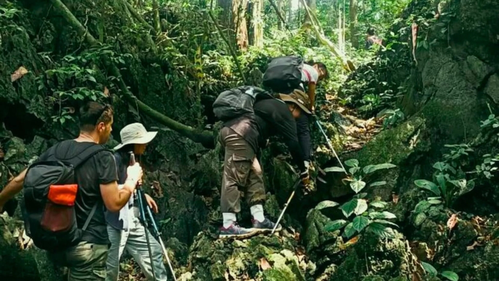 Randonnée douce au cœur de la forêt primaire