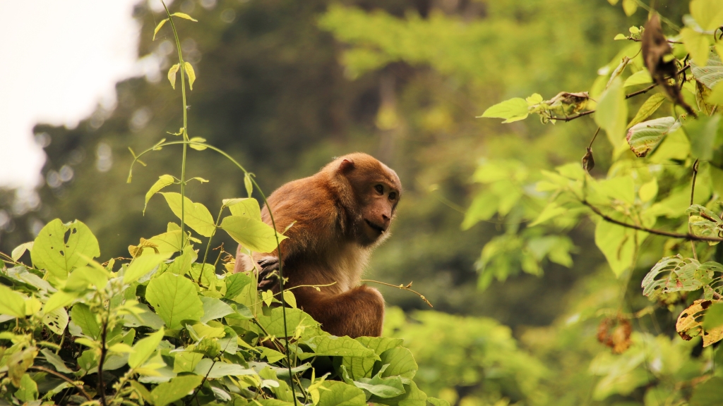 Parc national de Cuc Phuong
