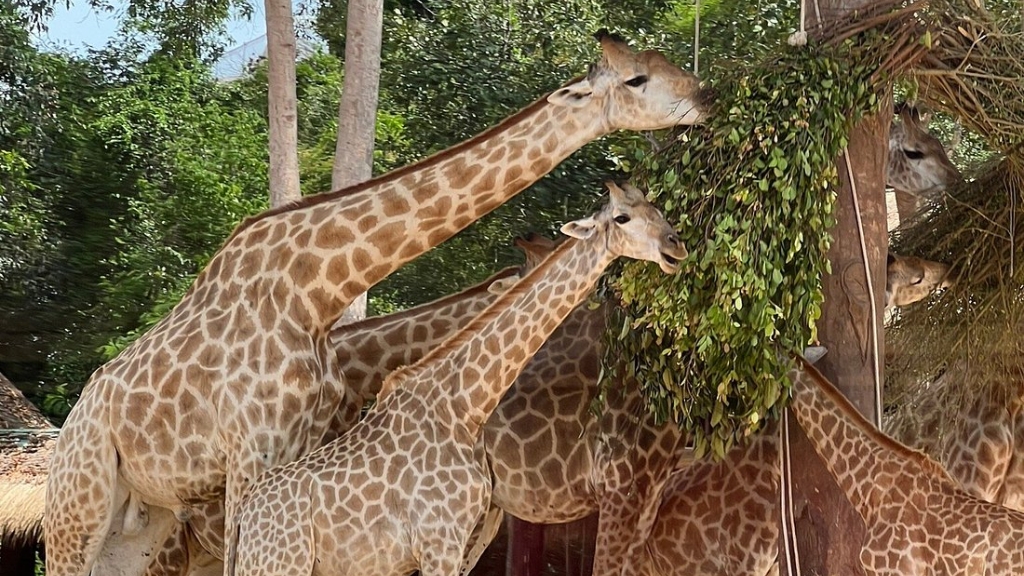 vietnam phu quoc vinpearl safari 1024 2 - Visite du Safari de Phu Quoc : Une expérience familiale unique