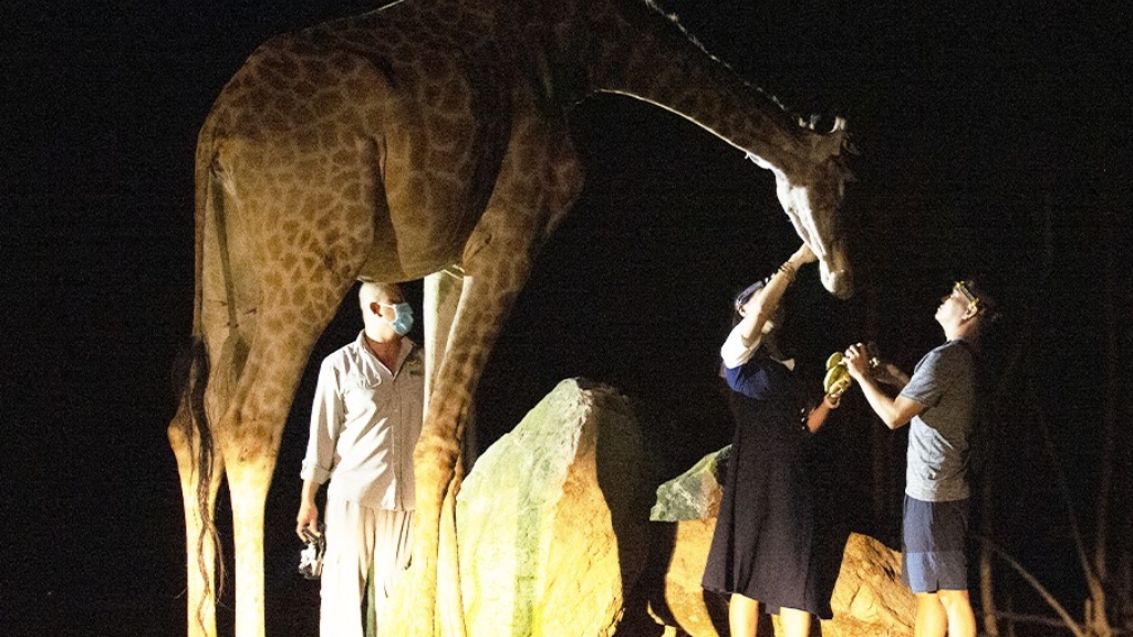 Night Safari