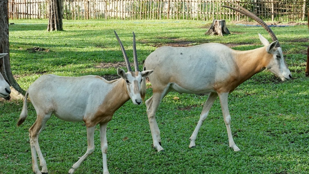 vietnam phu quoc vinpearl safari 1024 5 - Visite du Safari de Phu Quoc : Une expérience familiale unique