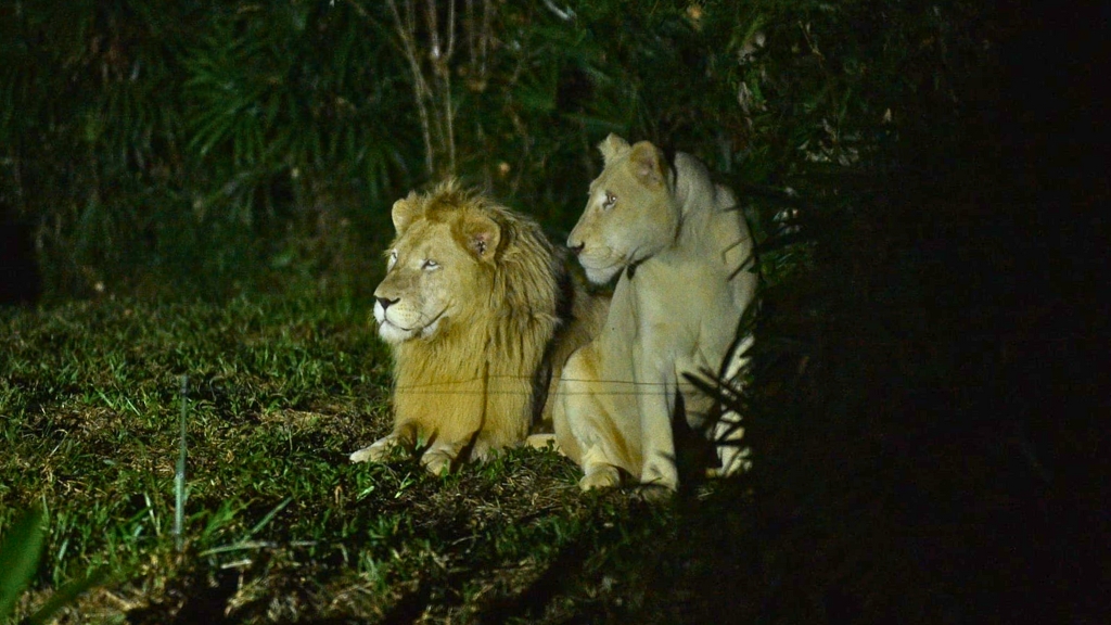 Night Safari