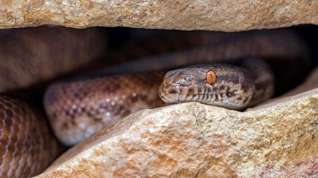 Le rôle du serpent dans la médecine